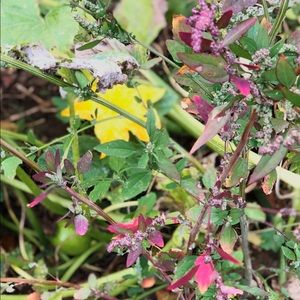 Meet your Posher, Janelle